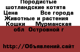 Породистые шотландские котята. › Цена ­ 5 000 - Все города Животные и растения » Кошки   . Мурманская обл.,Островной г.